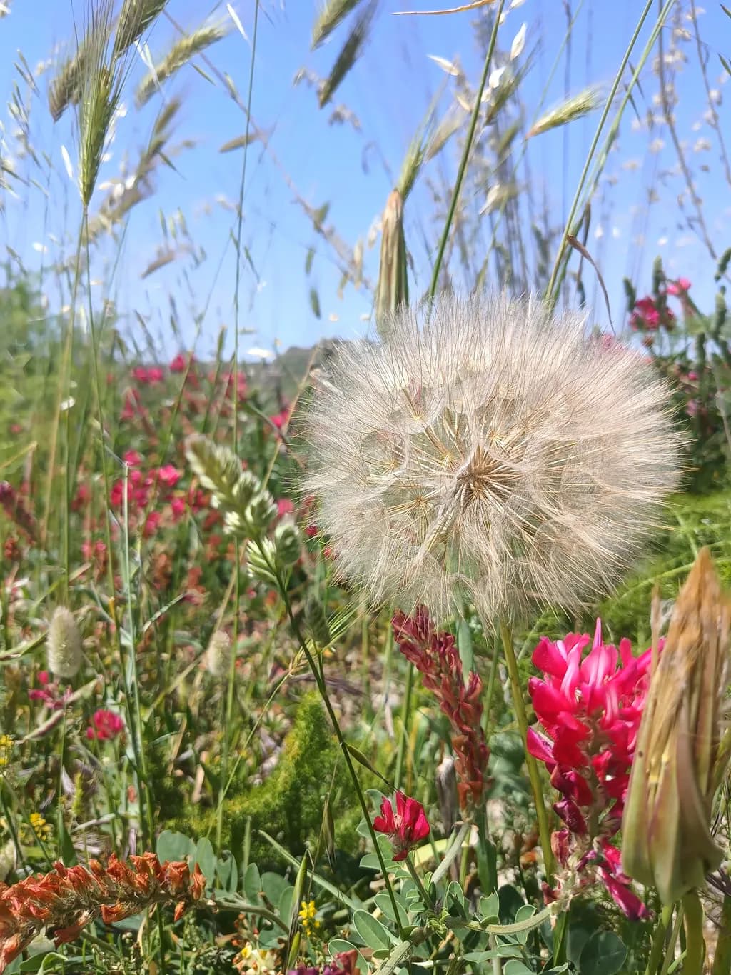 Meadow Bloom