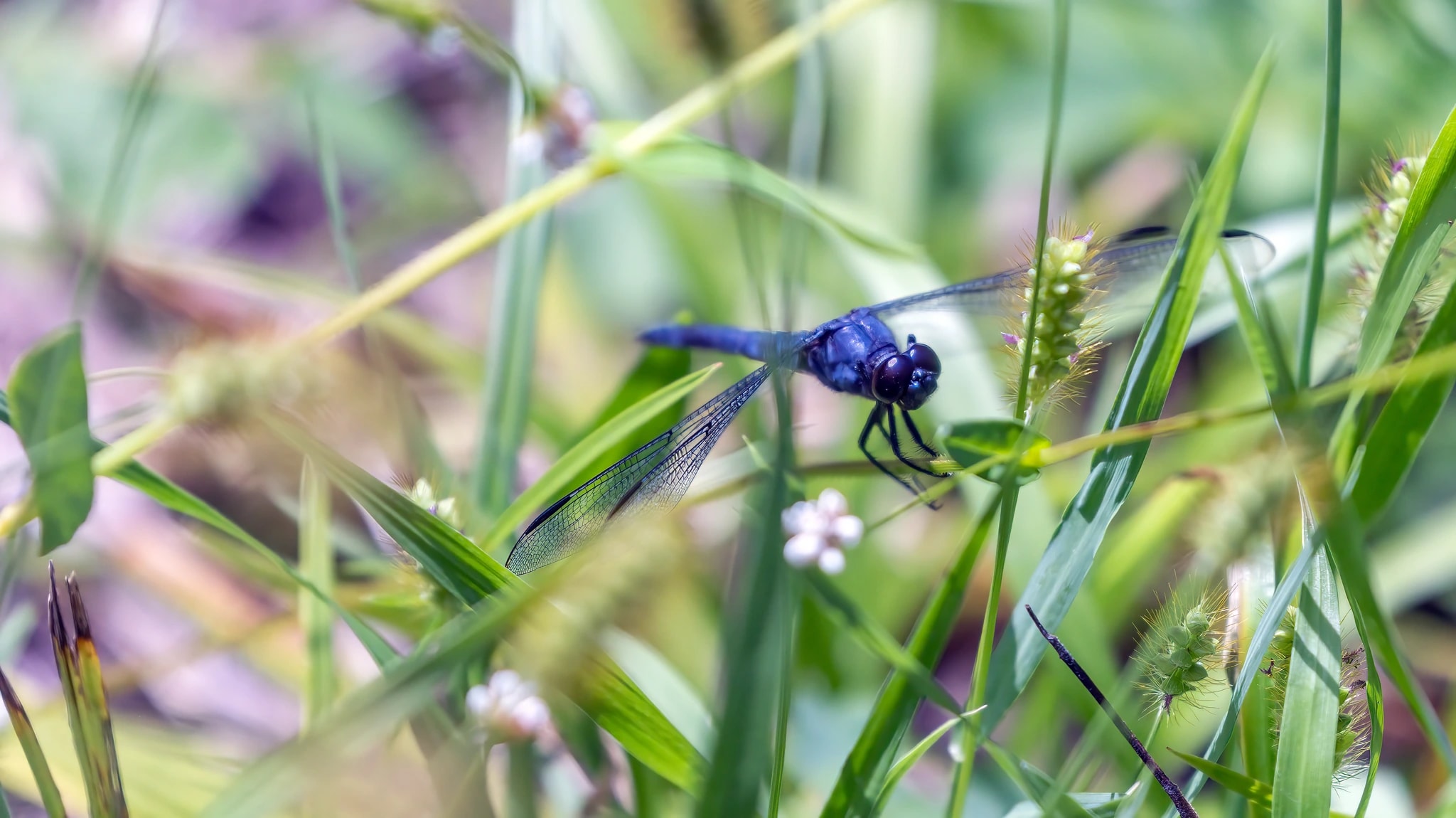 Grassland Repose