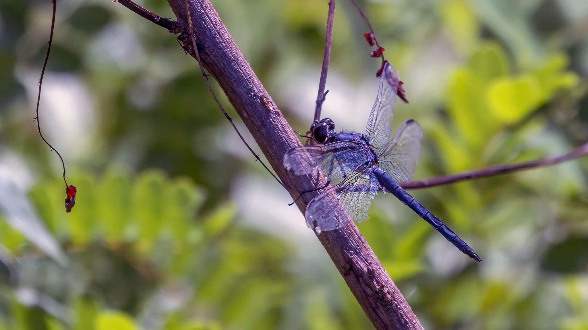 Guardian of the Thicket