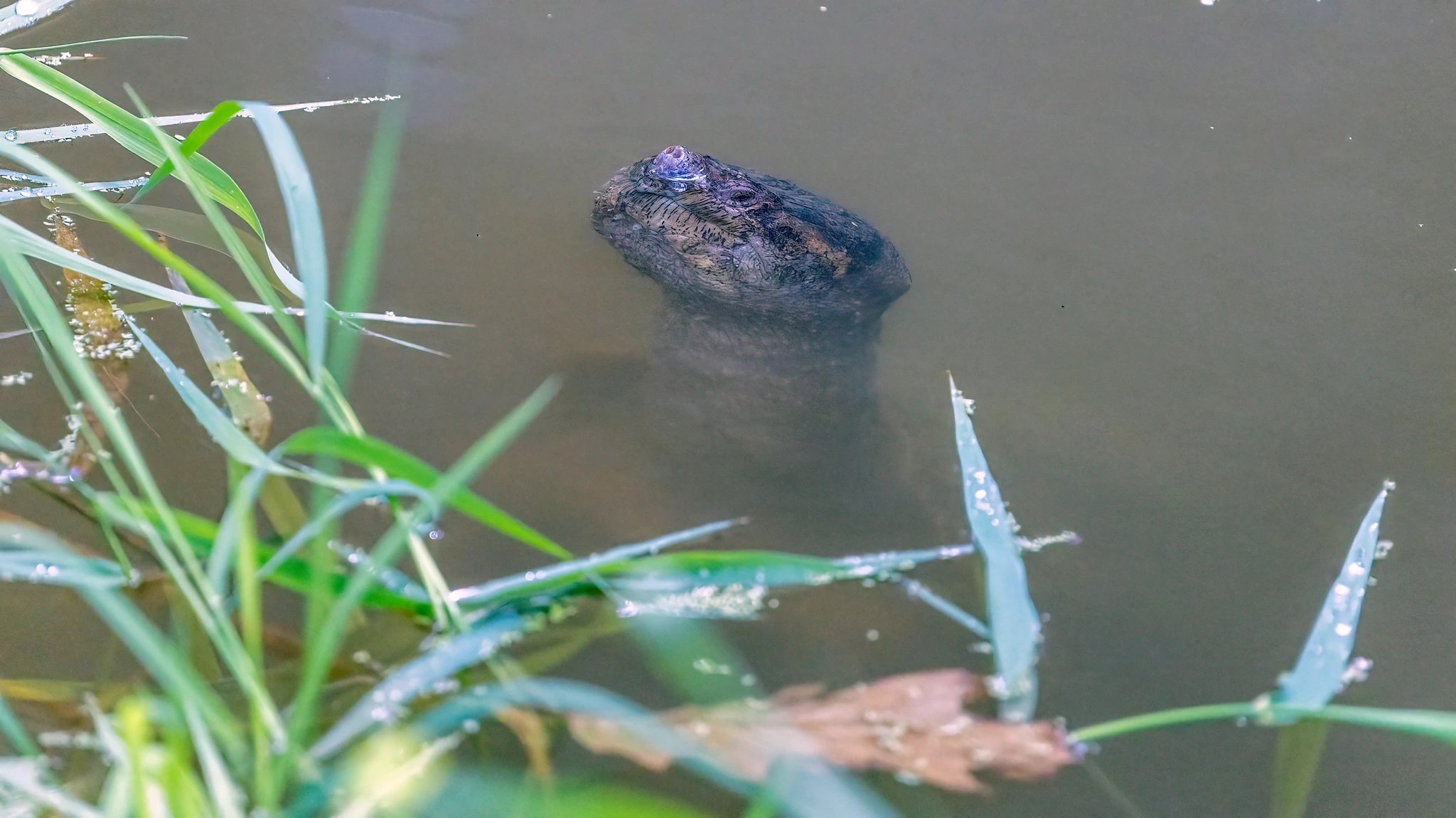 Common Snapping Turtle