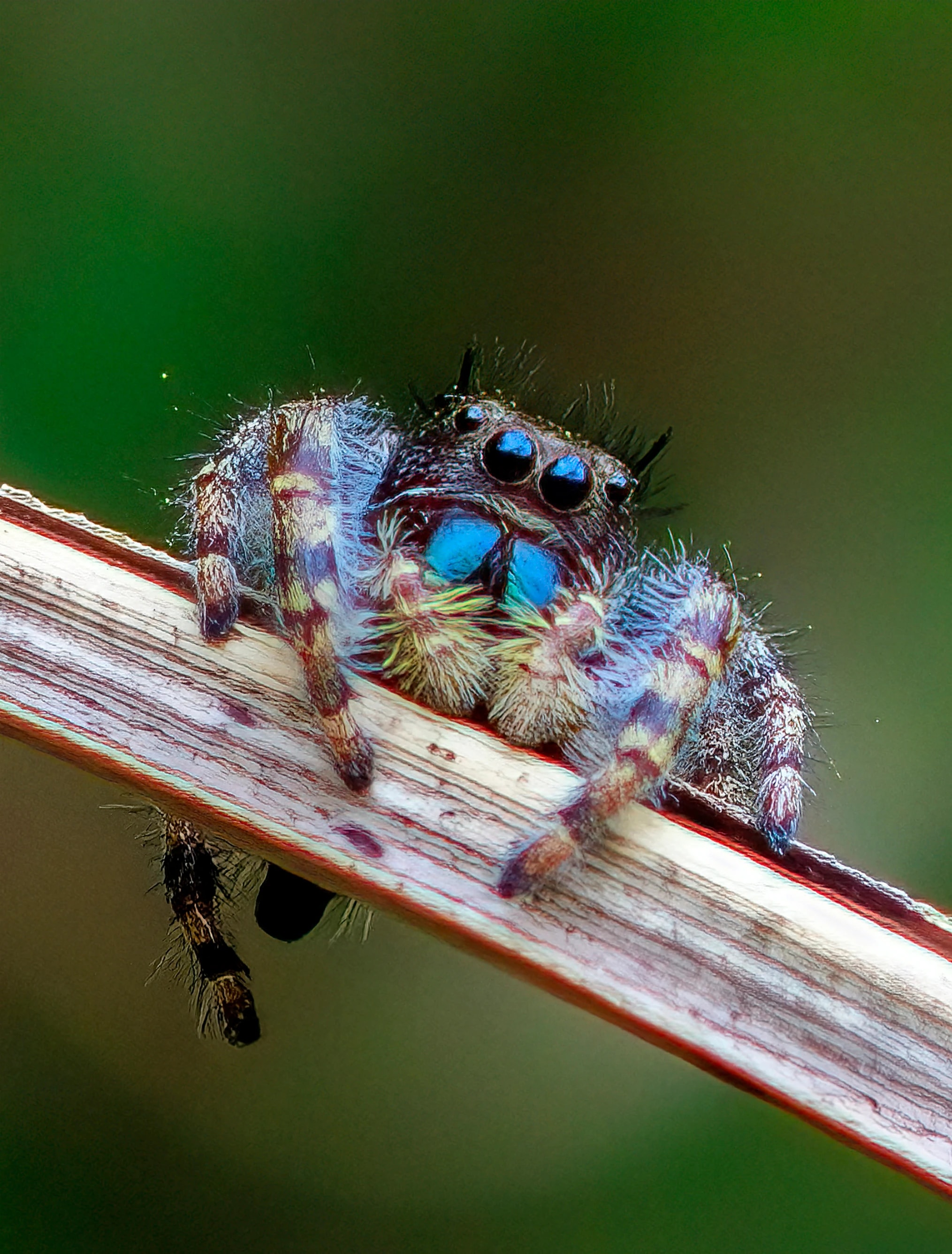 Blue-Faced Jumper