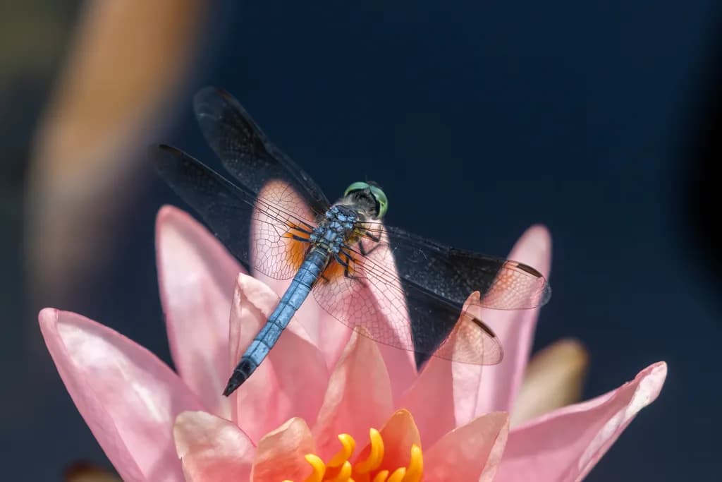 Blue Dasher on Pink Waterlily