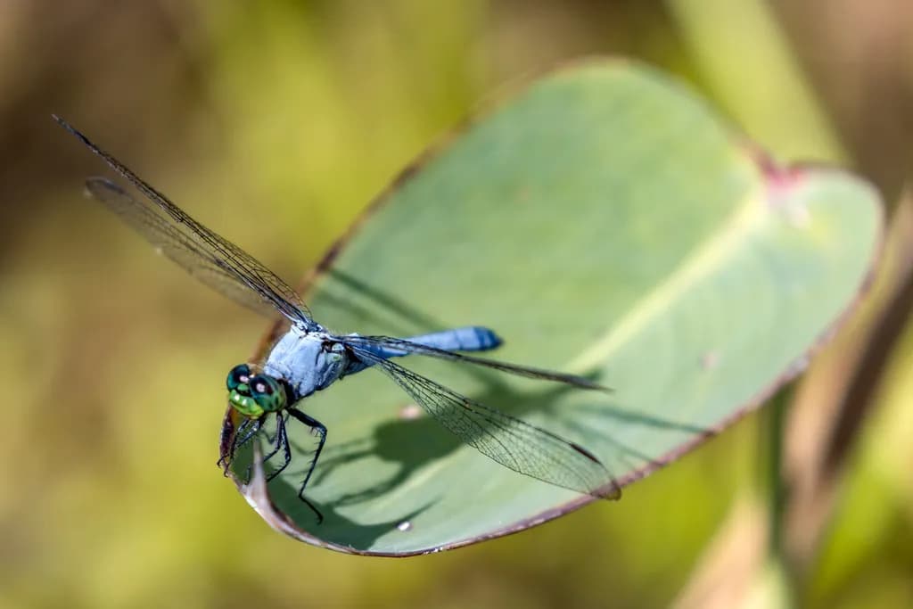 Blue Dasher Perch
