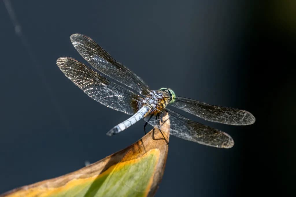 Dragonfly Perch