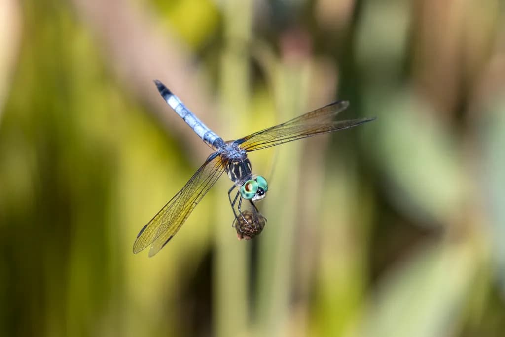 Blue Dragonfly Hover