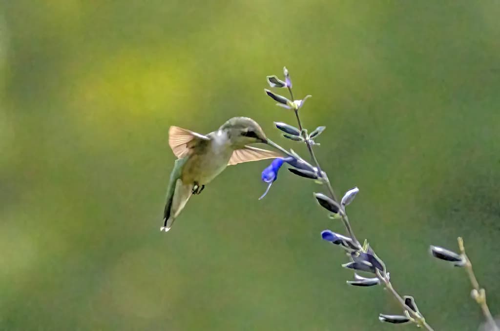 Hummingbird Pause