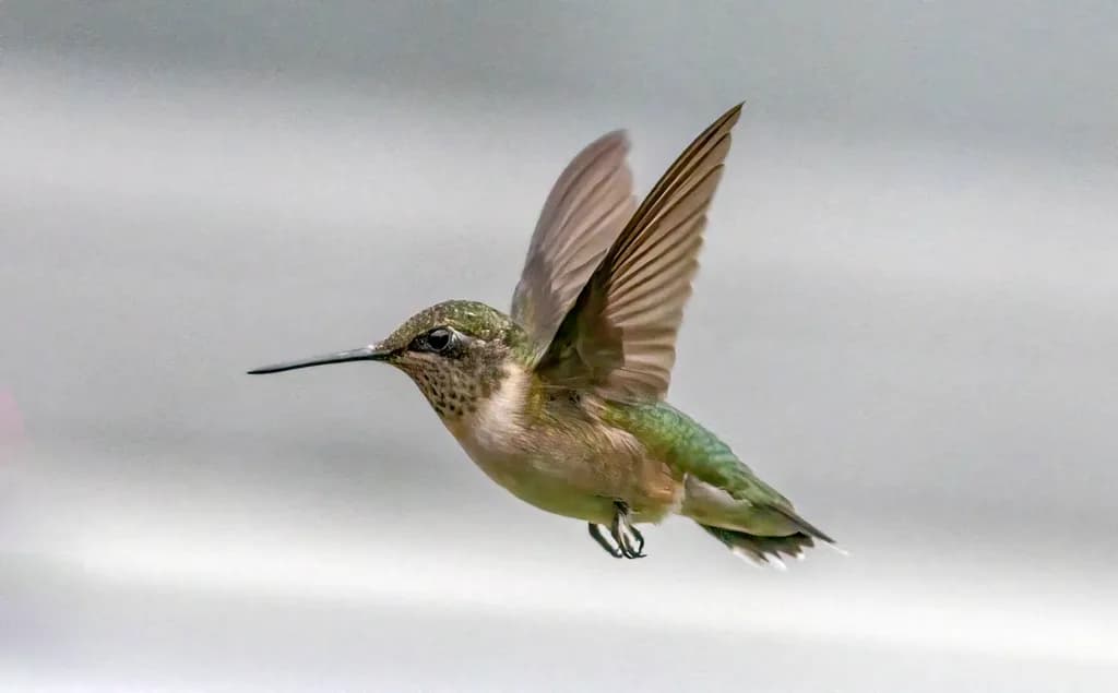 Ruby-throated Hummingbird