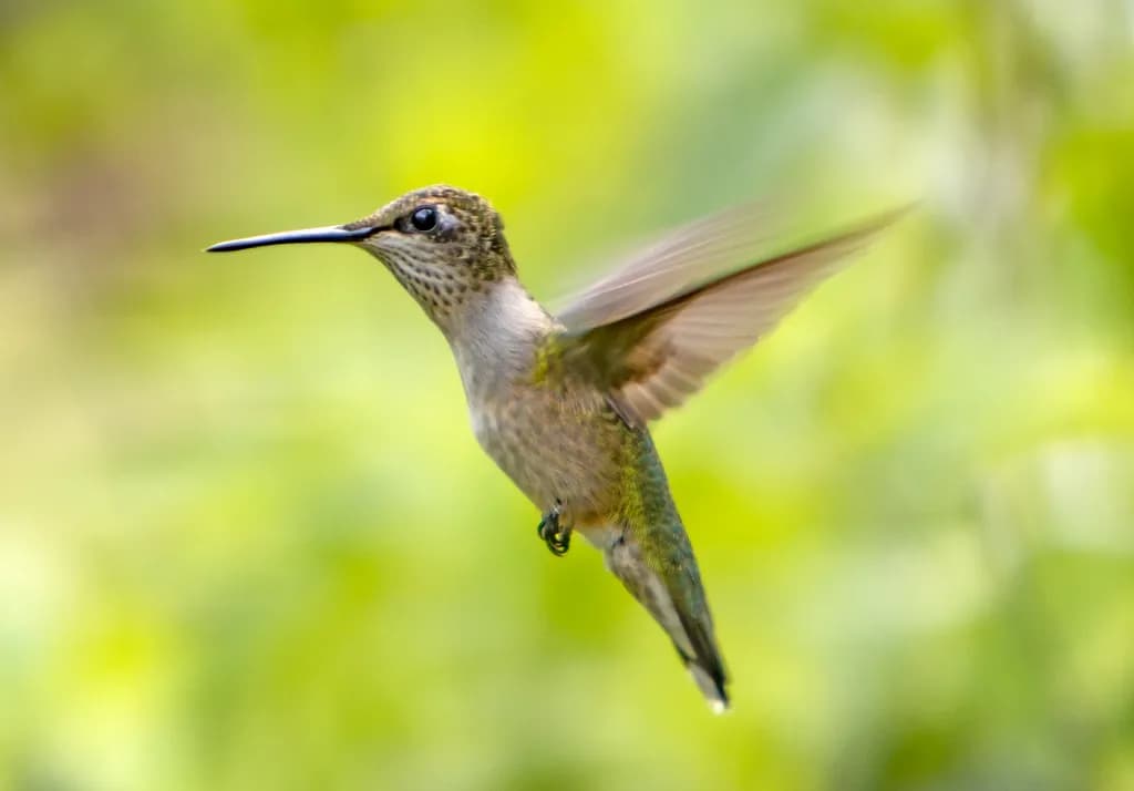 Hovering Hue