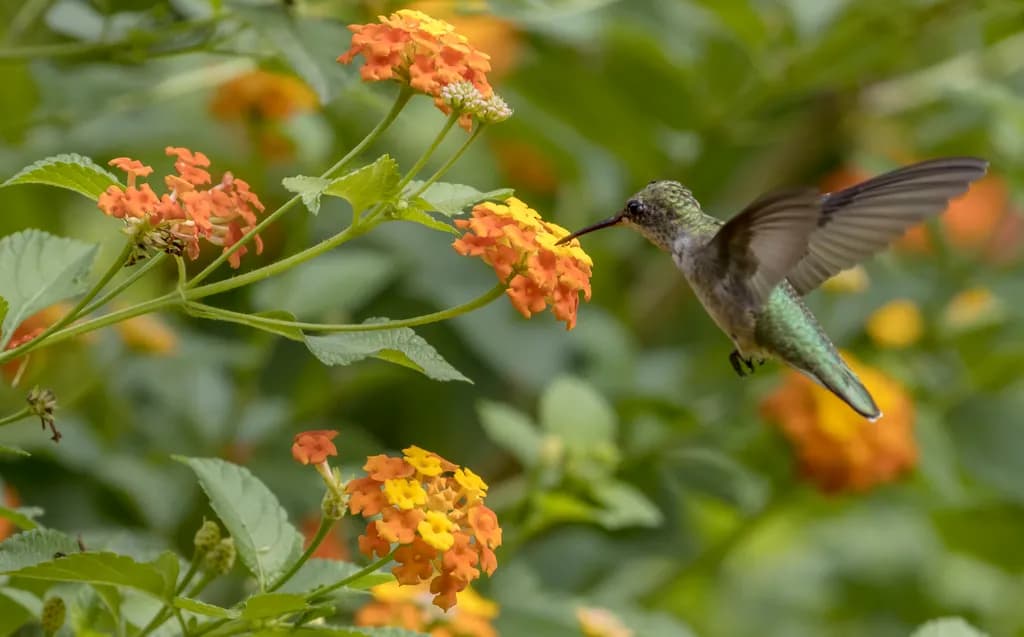 Summer Nectar