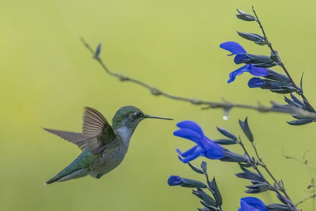 Ruby-throated Hummingbird with Black and Blue Sage