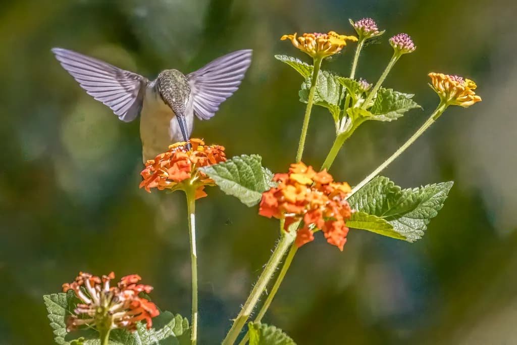 Hummingbird Nectar Ritual