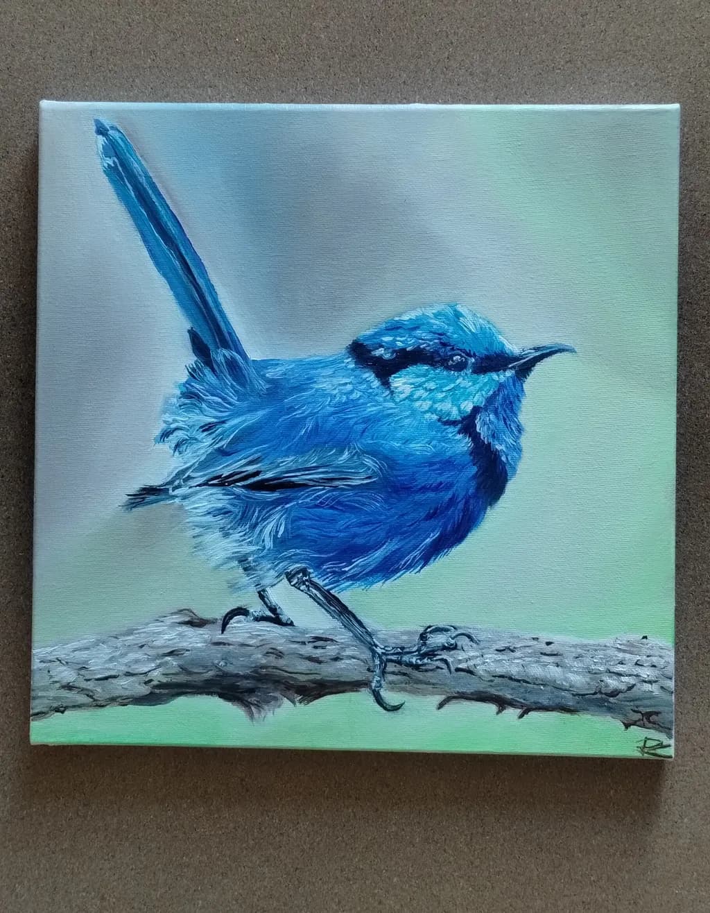 Blue Wren on Branch