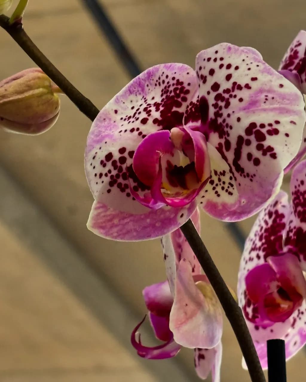 Speckled Orchid