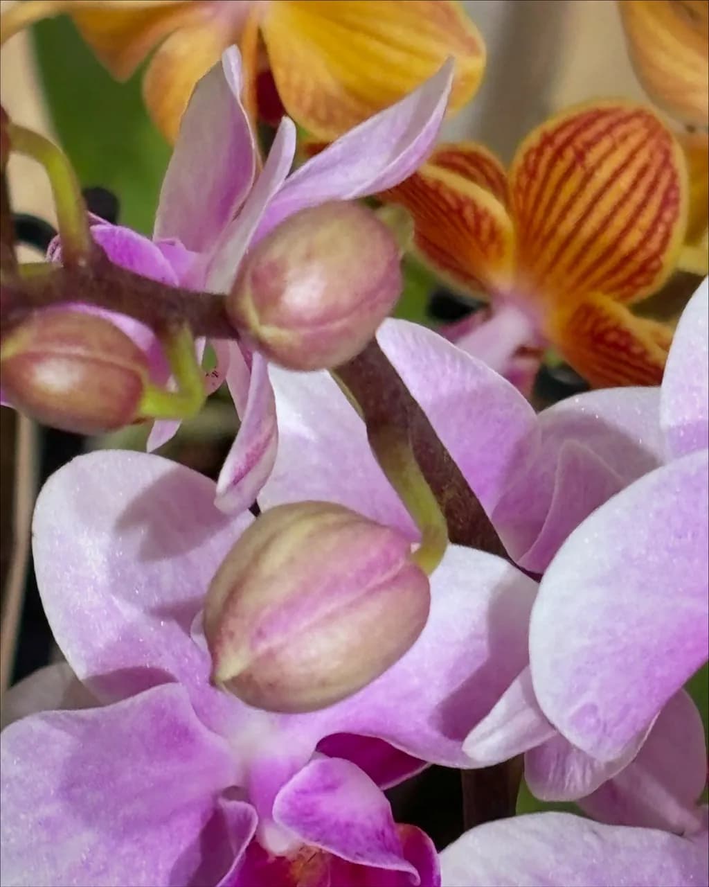 Orchid Bloom Close-up