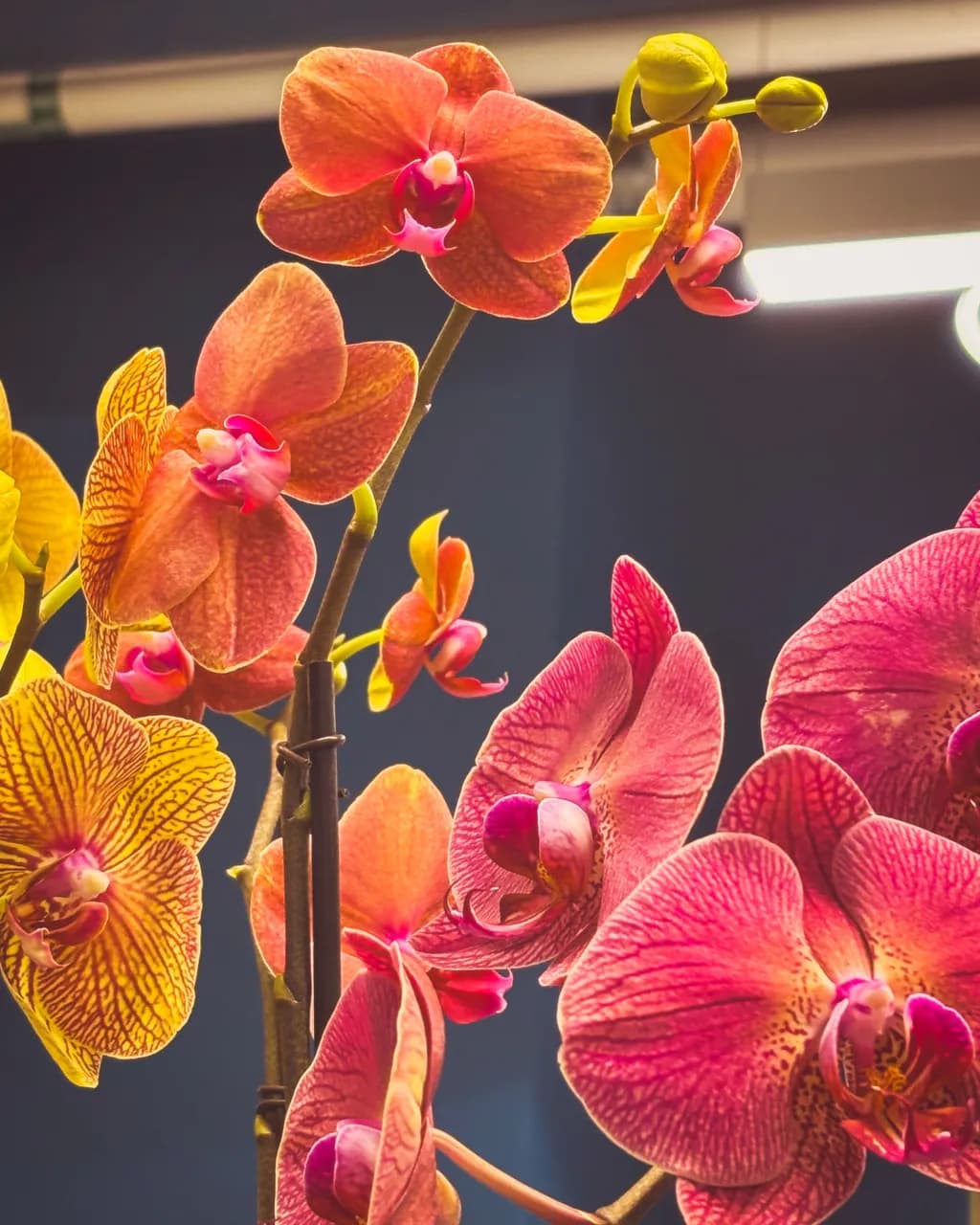 Orchid Radiance