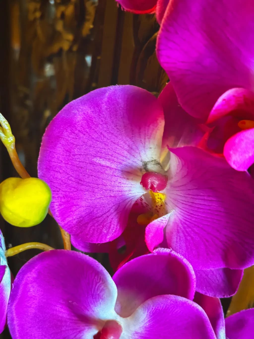 Orchid Glow