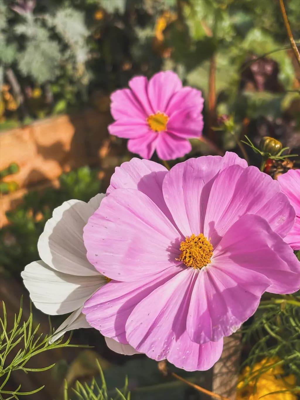 Dawn Bloom