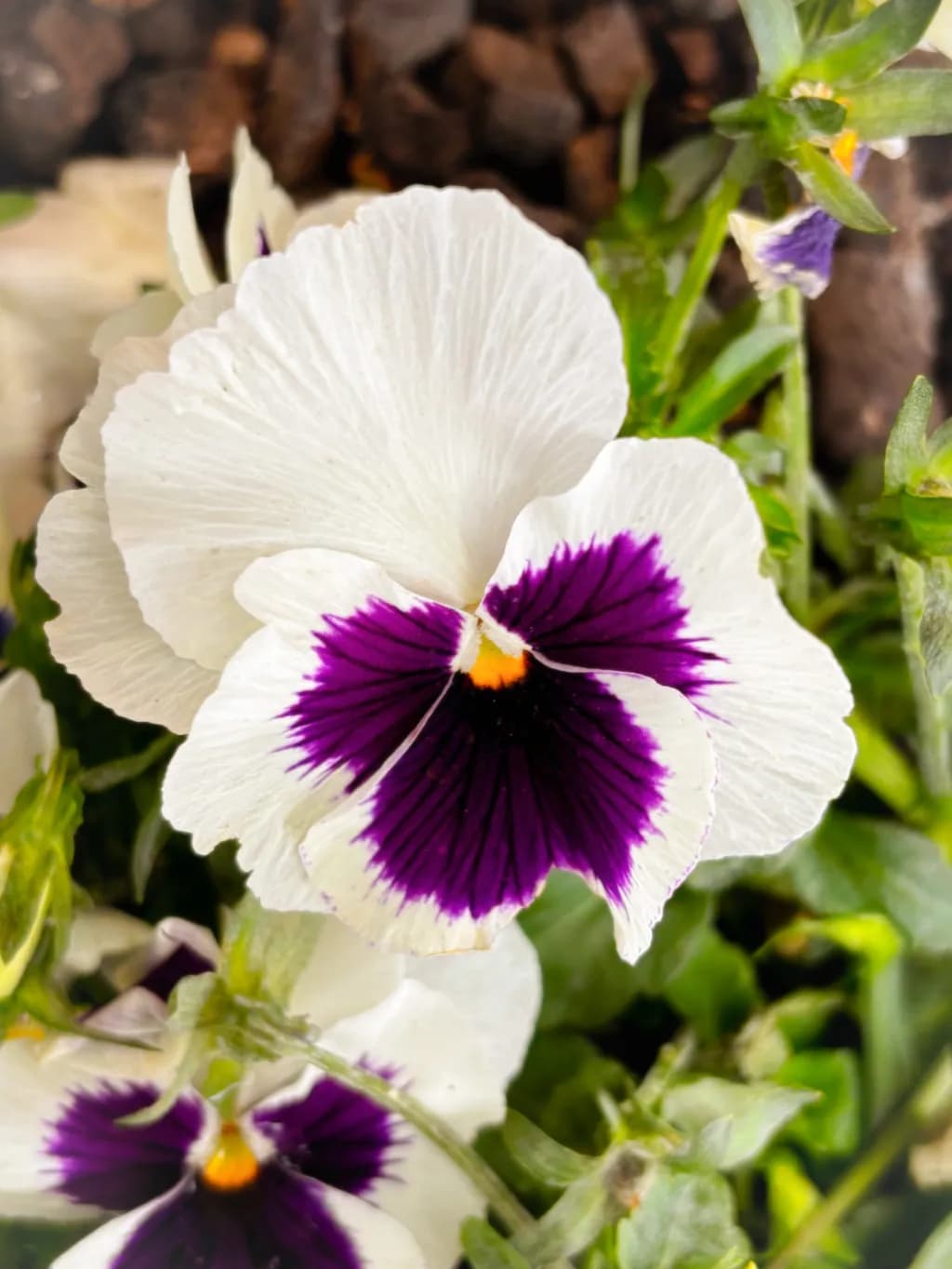 Purple Veil Pansy