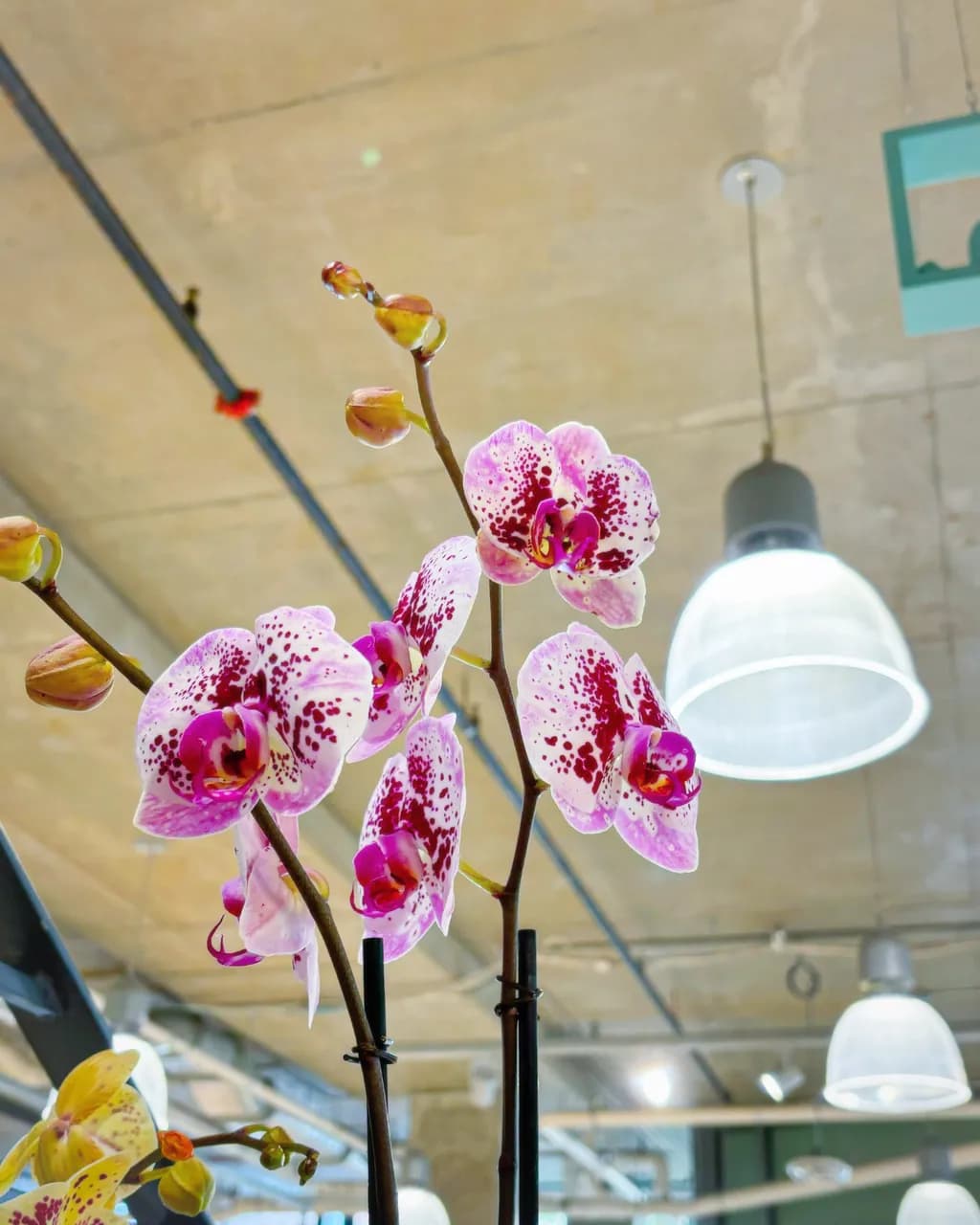 Speckled Orchid Bloom