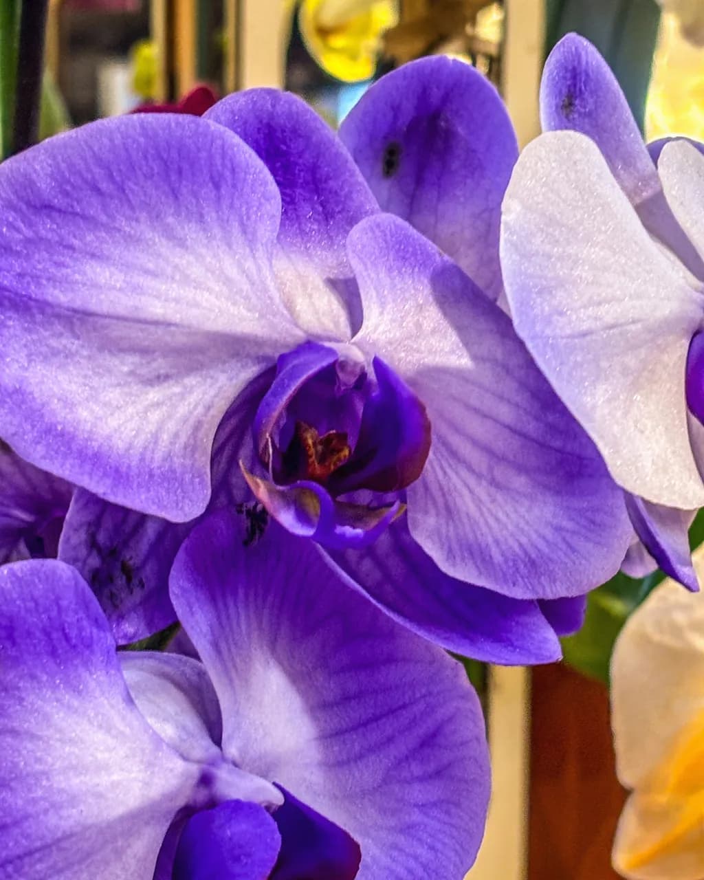 Orchid Bloom