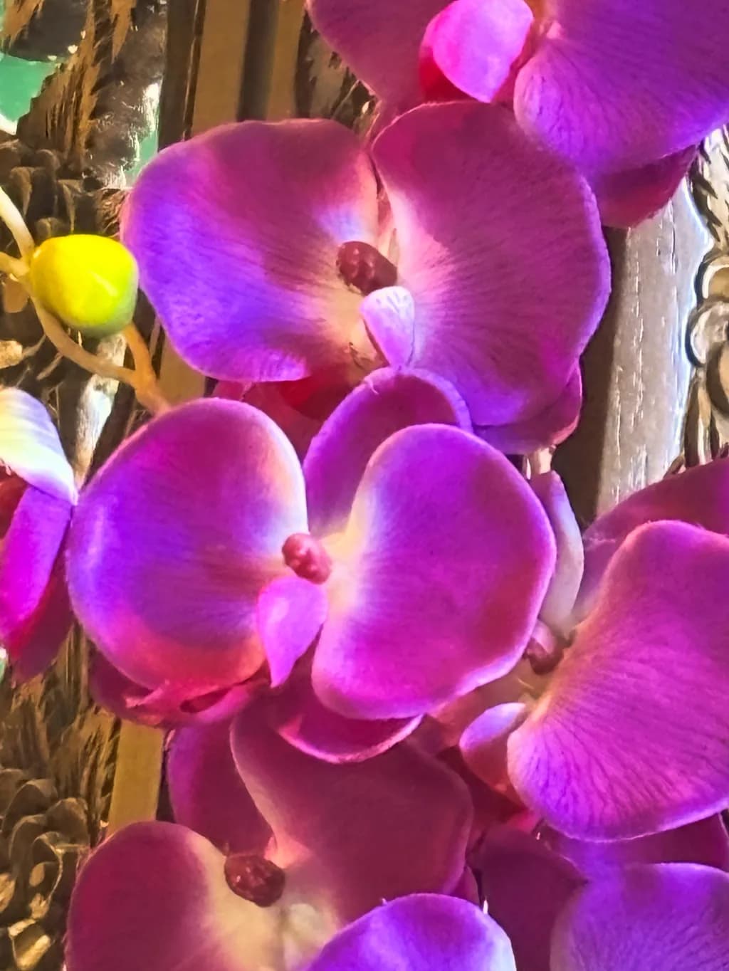 Orchid Glow