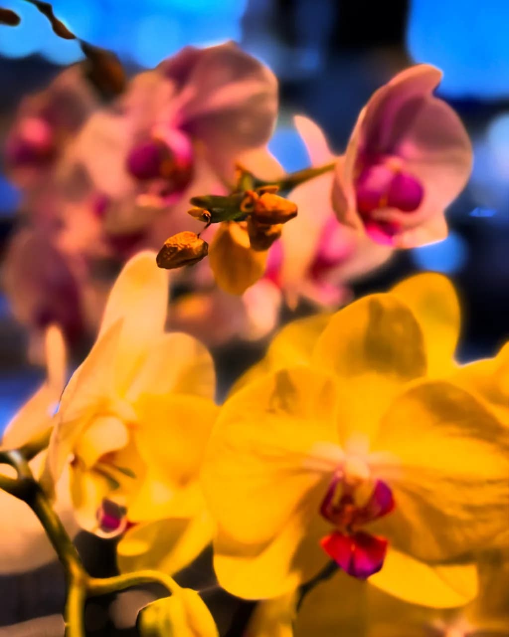 Orchid Glow