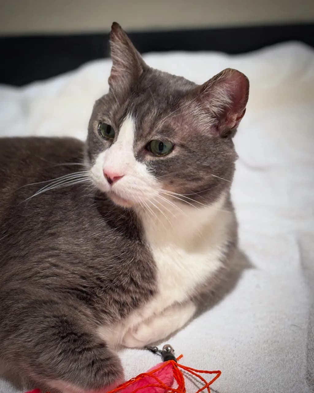 Contemplative Cat
