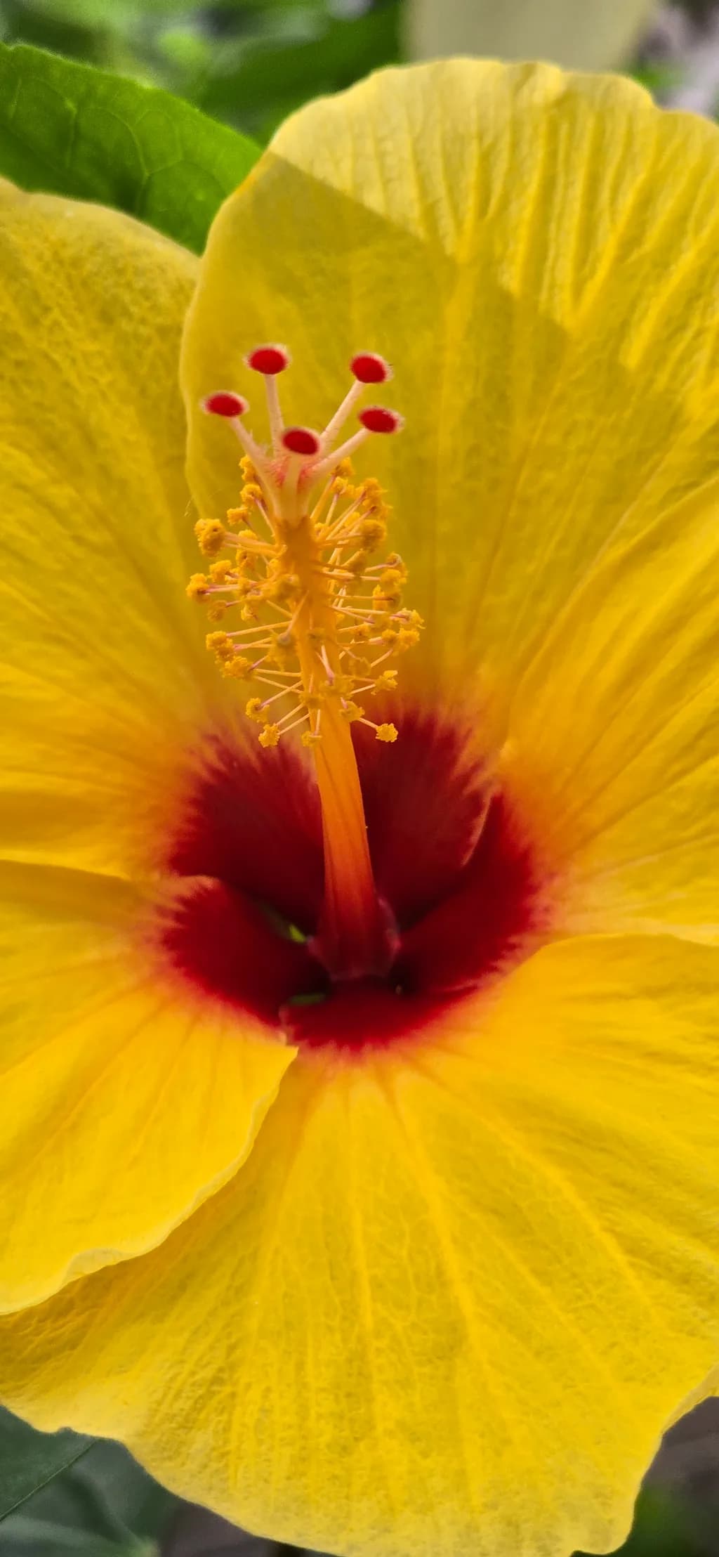 Radiant Hibiscus Bloom