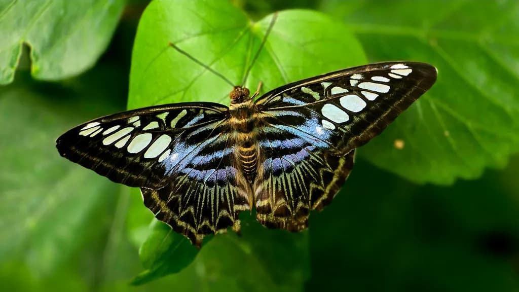 Blue Clipper Butterfly
