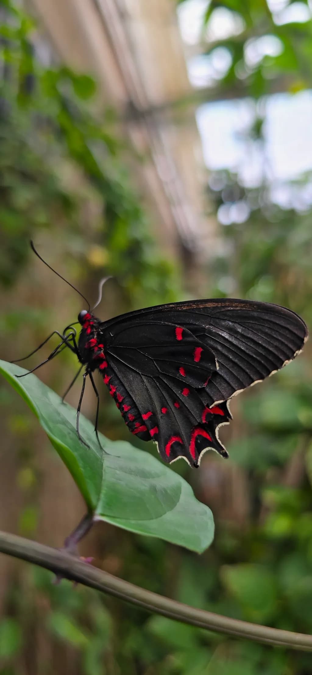 Crimson Speckled Wings