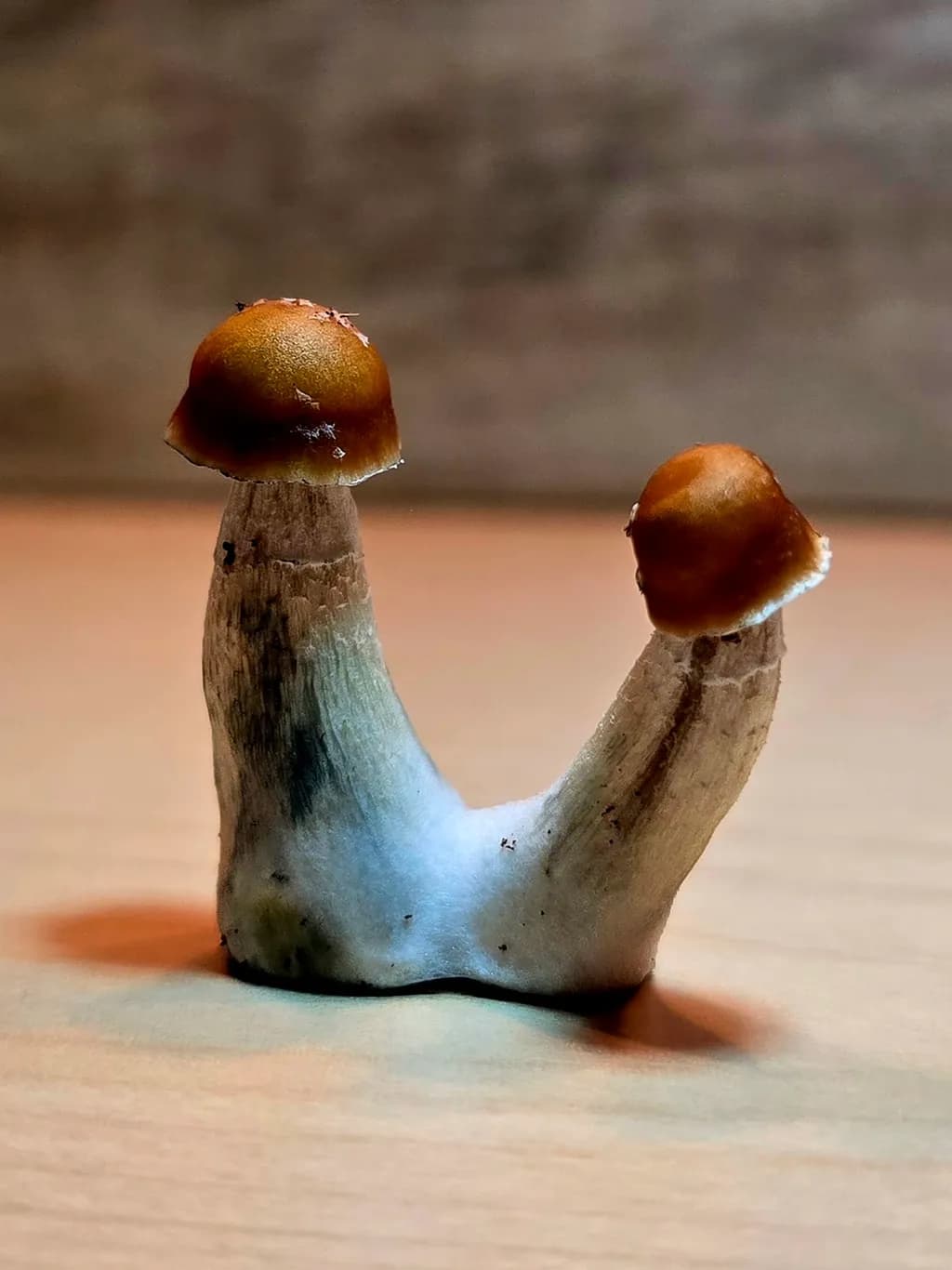 Twin Caps