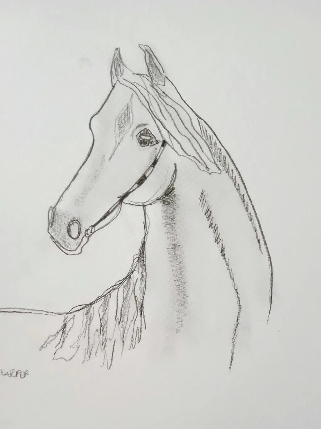 Horse Portrait Sketch