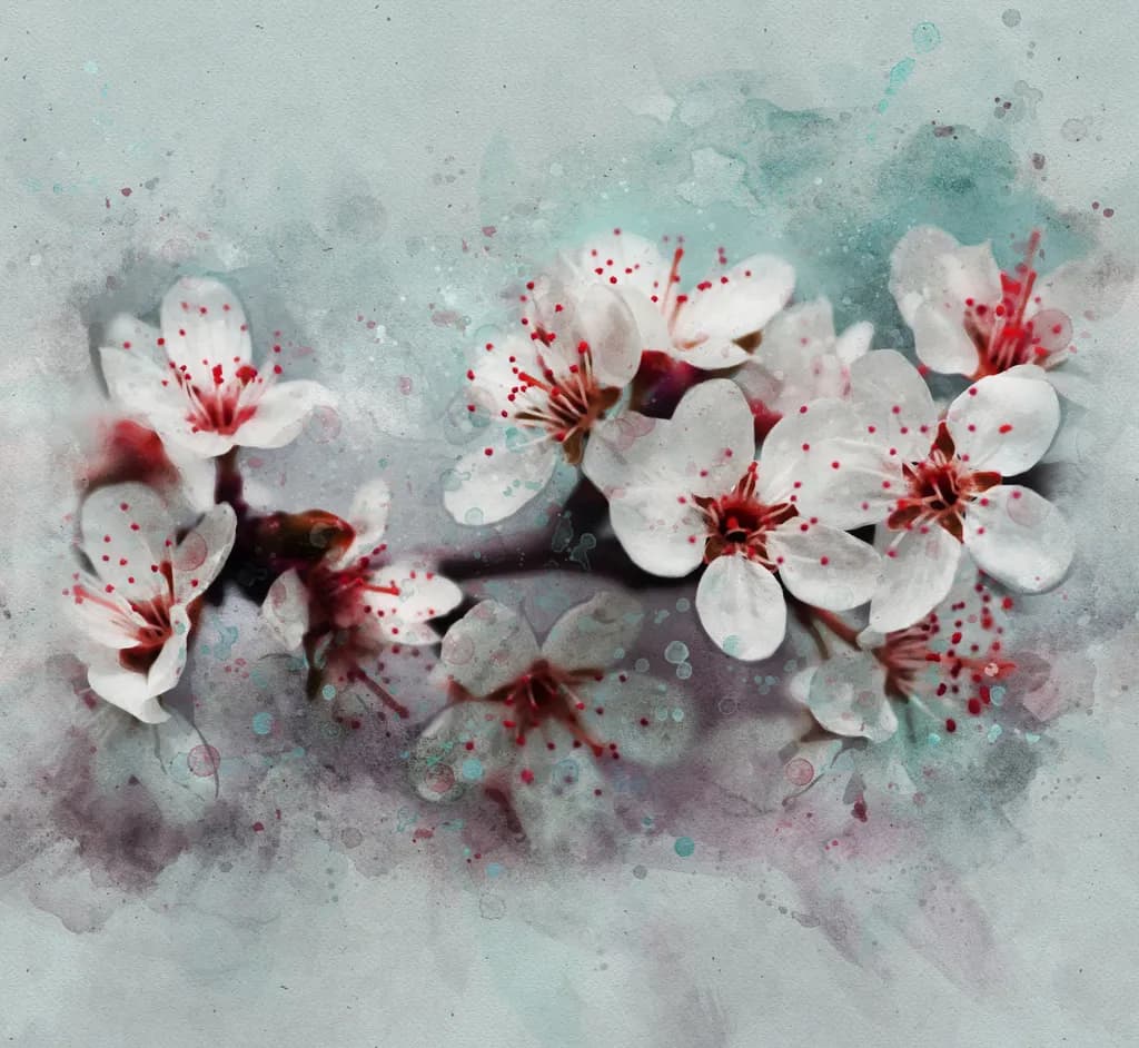 Cherry Blossoms