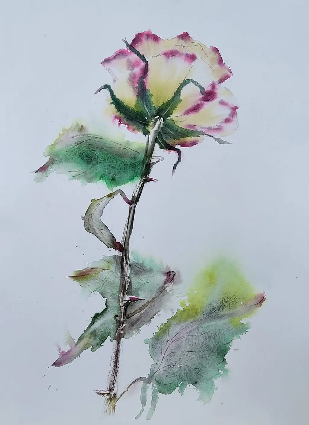 Watercolor Rose Study