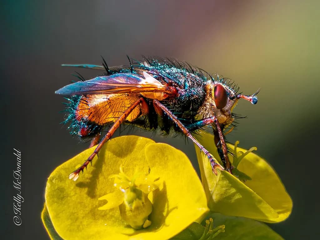 Iridescent Fly on Yellow Bloom