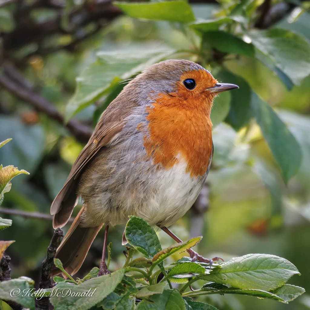 Robin Perch