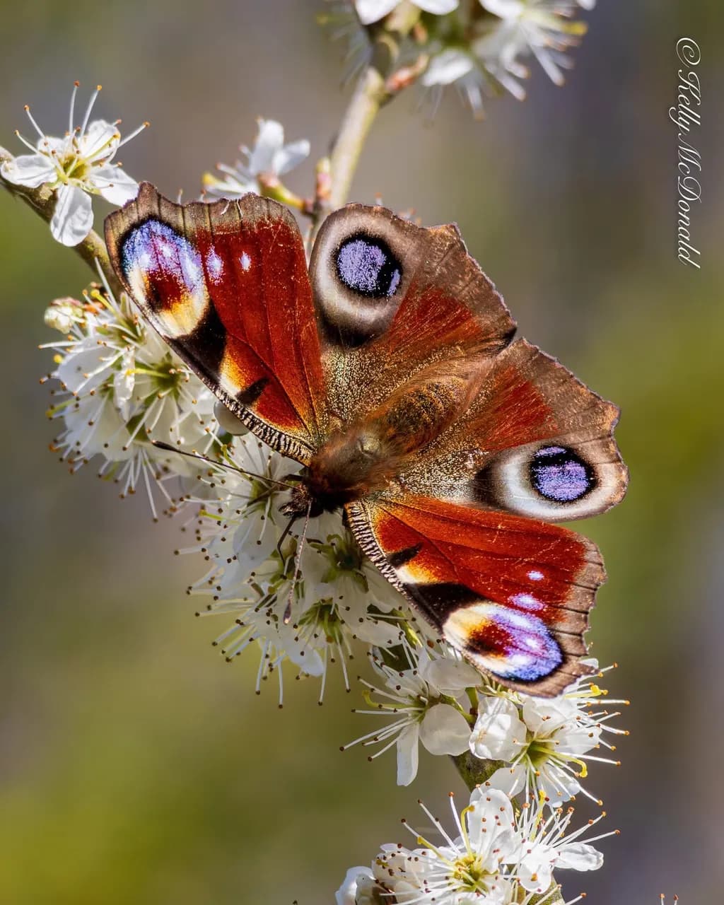 Eyespot Butterfly on Blossom
