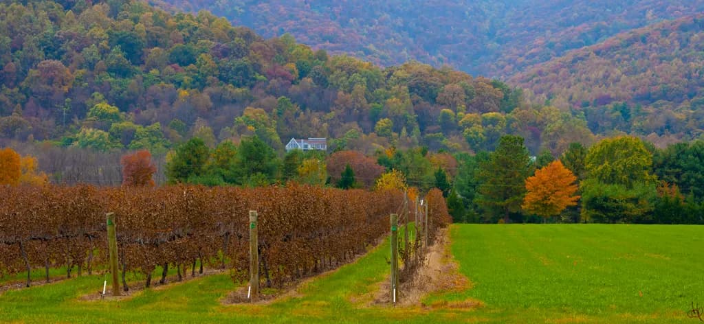 Autumn Vineyard Hills