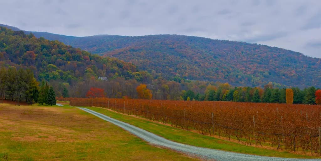 Autumn Vineyard Road