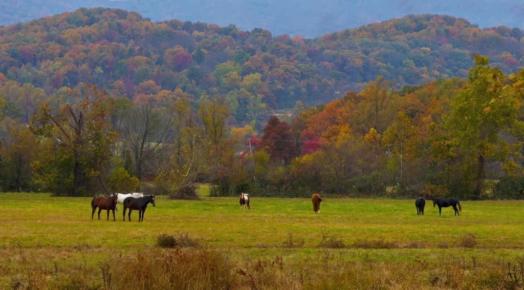 Autumn Pasture