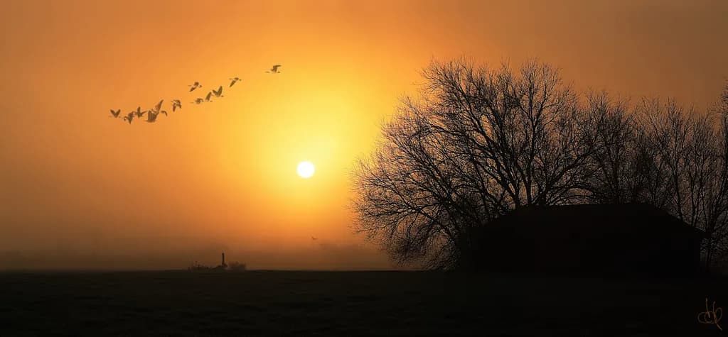 Dusk Migration