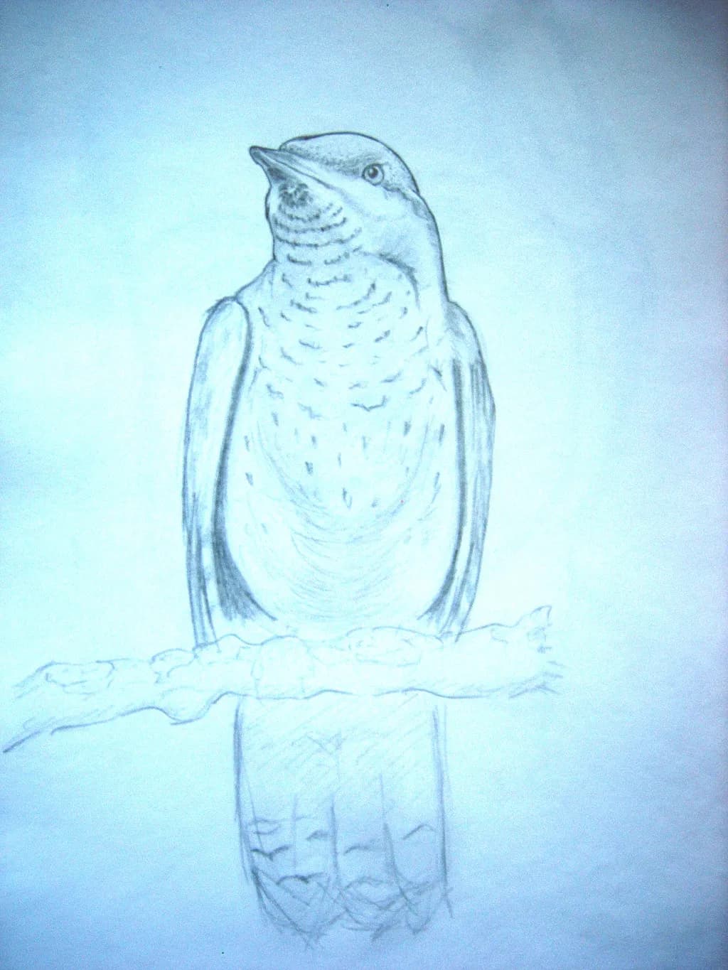 Perched Silence