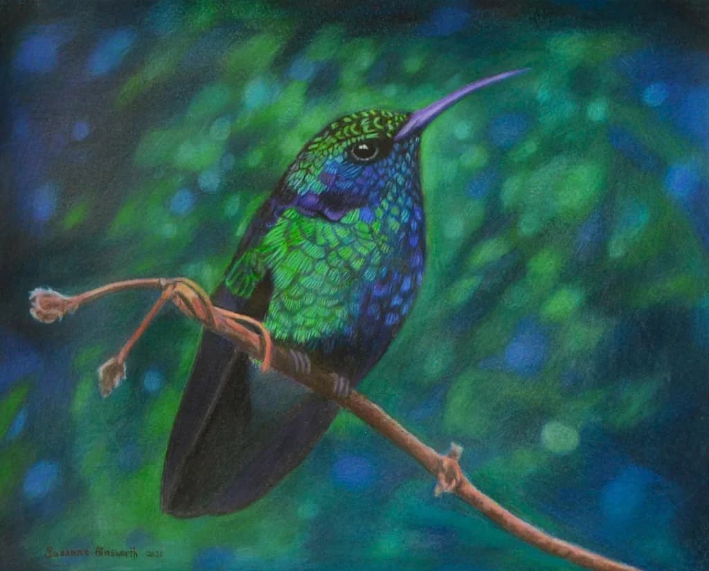 Violet Ear Hummingbird