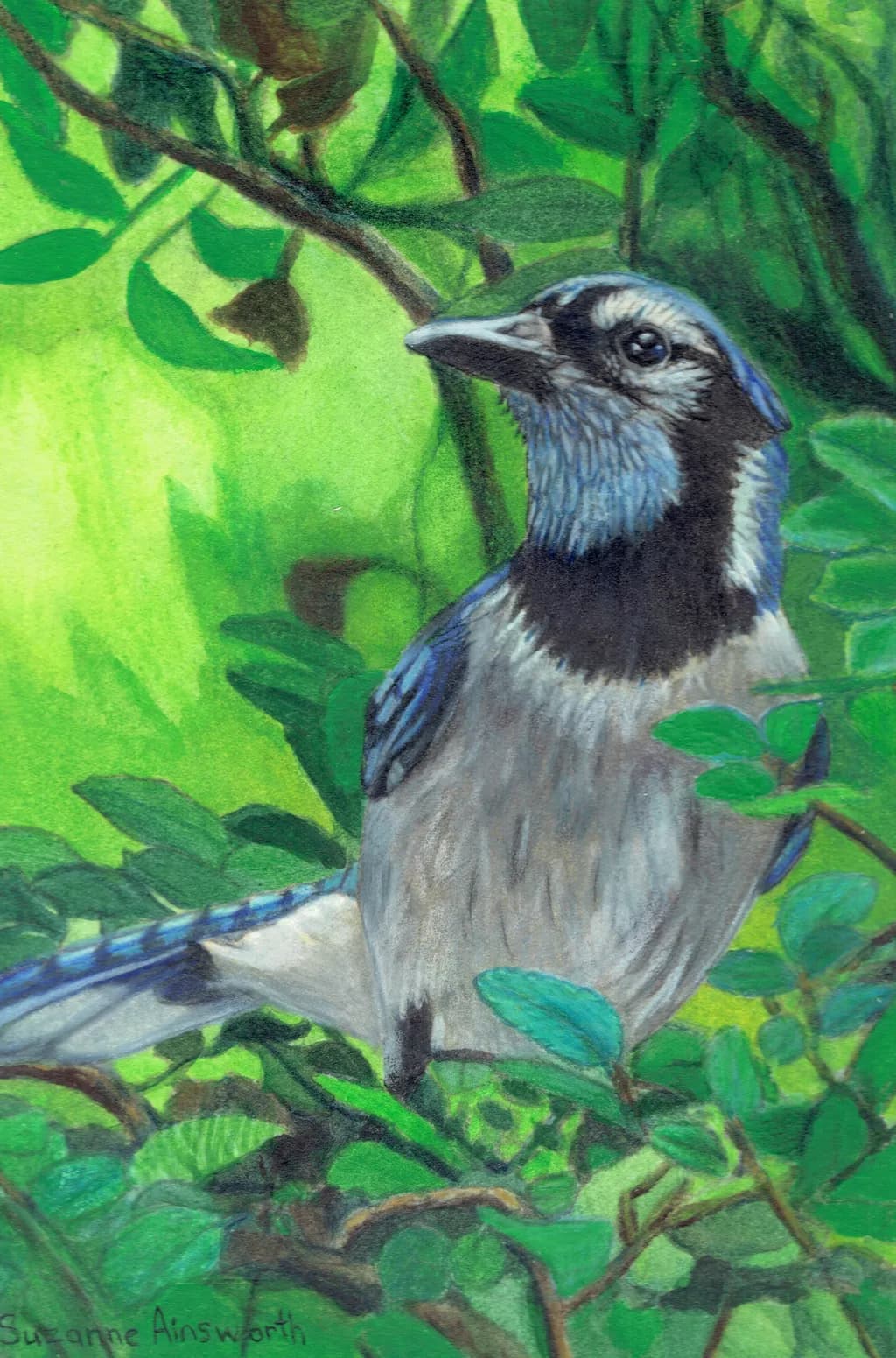 Bluejay in Foliage