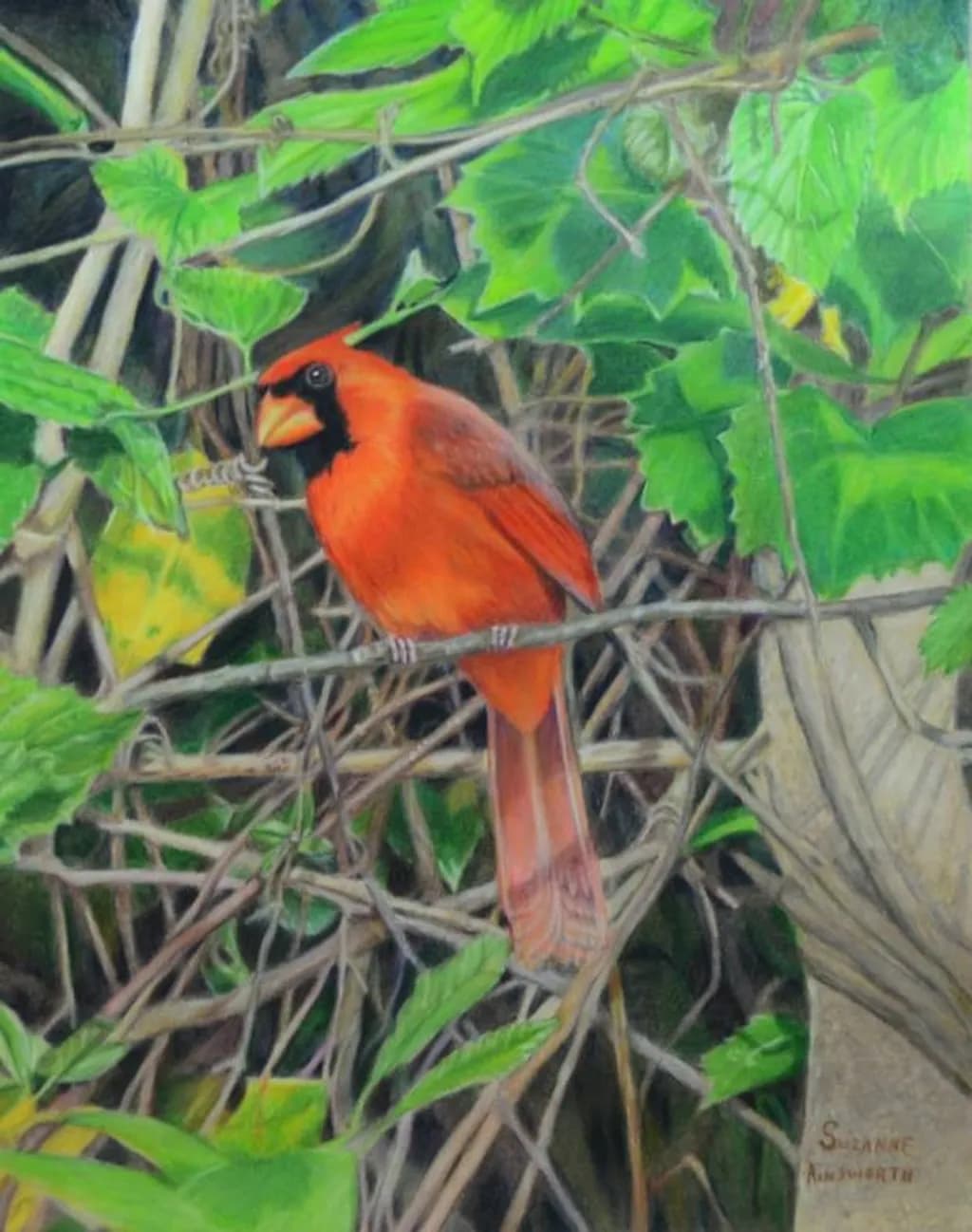 PeekaBoo Cardinal