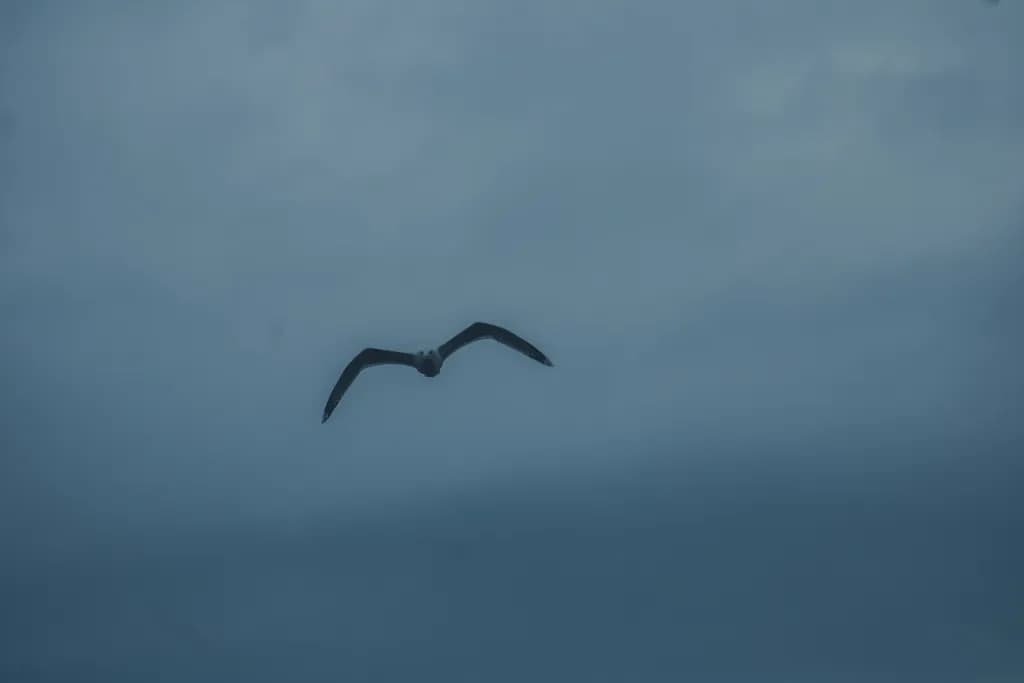 Inbound Flight