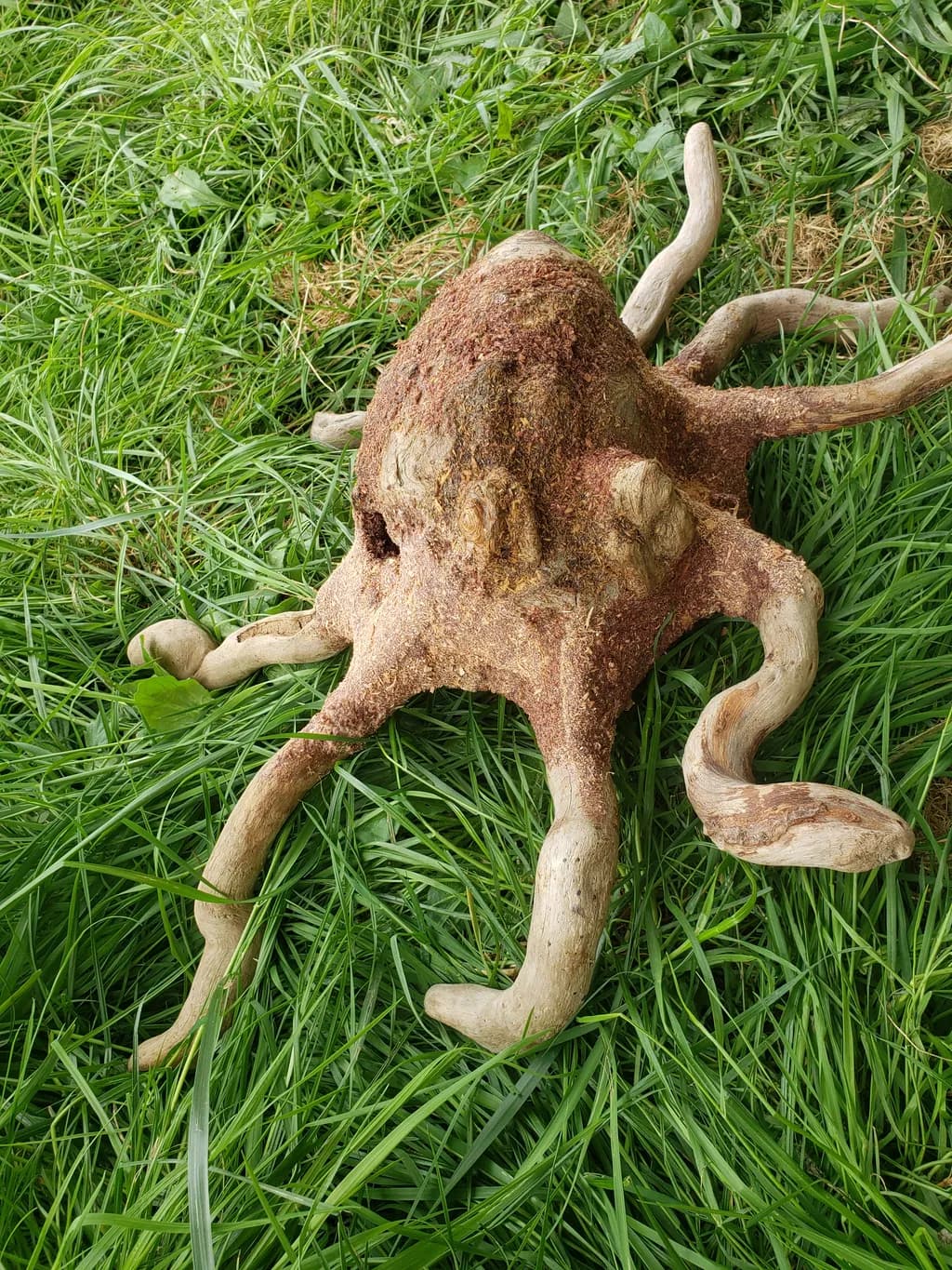 Rooted Tangle