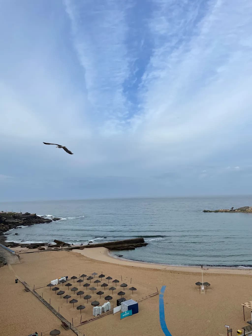 Seabird Over Shoreline