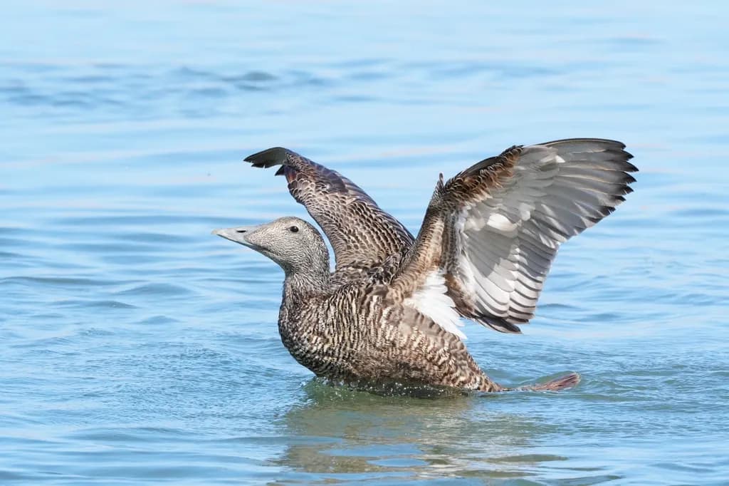 Arctic Eider Spread