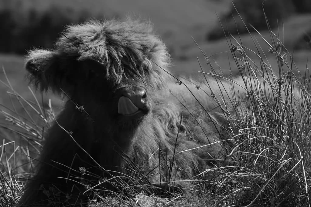 Highland Repose